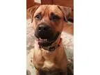 German Shepherd needed for disability companion lost the last on