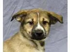 Adopt Kennedy a Husky