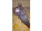 Baby Hand reared Congo African Grey Parrots plus Brand New Cage
