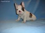 Raisa Teacup