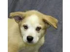 Adopt Kenzi a Husky