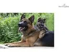 AKC German Shepherd Pups - Black and Tan or Sable