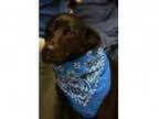 Adopt Bashful a Black Labrador Retriever Mixed dog in Twin Fall