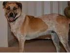Adopt OLLIE a Spaniel