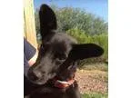 Adopt Putty a Tortoiseshell Domestic Shorthair  Mixed (short coa