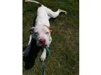 Adopt Cadence a Hound Boxer