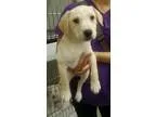 Adopt Bailey a Labrador Retriever Shiba Inu