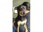 URGENT on 722 DEVORE - Male Hound (Unknown Type) Mix
