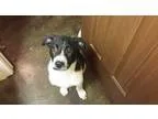 Adopt Dora a Black - with White Border Collie  Mixed dog in gree