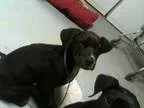 Adopt Scout a Black - with White Labrador Retriever  Mixed dog i