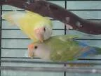 Adopt Sunny and Spring a Green Lovebird bird in East Hartland CT