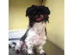 Adopt Cody a Shih Tzu