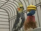 Adopt Max and Maggie a Gray Cockatiel bird in East Hartland CT (