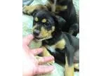 Reese - Female Labrador RetrieverRottweiler Mix