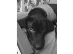 Adopt Luke a Spaniel Chocolate Labrador Retriever
