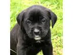 Adopt Pennyadopted a Black - with White Boxer  Labrador Retrieve
