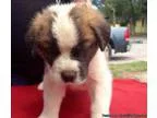 WSSBP well socialized Saint Bernard puppies.