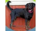 Adopt Lucy a Labrador Retriever German Shepherd Dog