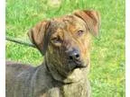 Adopt Tiger a Labrador Retriever Hound
