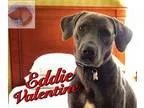 Adopt Eddie Valentine a Labrador Retriever American Staffordshir