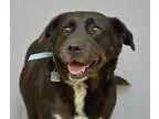 Adopt Cadbury 31183926 a Labrador Retriever