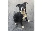 Adopt Duke a Labrador Retriever  Mixed dog in Binghamton NY (154