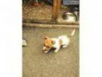 Top quality  AKC  German Shepherd Pups Ready