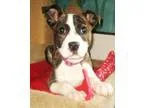 Adopt Rizo a Brindle - with White Mountain Cur  Terrier (Unknown
