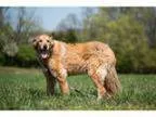 Adopt Chelsea - ADOPTION PENDING a Golden Retriever