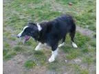 Adopt Oscar a Border Collie