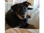 Adopt Blackie a German Shepherd Dog