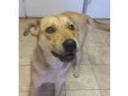 Adopt Honey a Labrador Retriever German Shepherd Dog