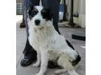 Adopt Colby a White - with Black Terrier (Unknown Type Medium)  