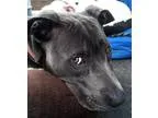 Akc weimaraner