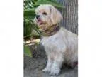 Adopt HONEY a Shih Tzu