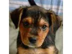 Adopt Rose a Beagle Rottweiler