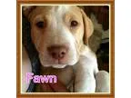 Adopt Fawn a TanYellowFawn - with White American Pit Bull Terrie