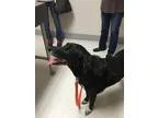Adopt Roxie a Labrador Retriever