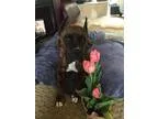 Adopt Roxy a Brindle Boxer  Mixed dog in Woodinville WA (1552223