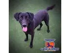Adopt Pepper a Black Labrador Retriever