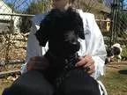 Adopt Rocky a Black Poodle (Miniature)  Mixed dog in Waterford C