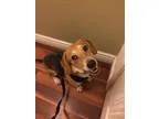 Adopt Dixie Mae a Tricolor (TanBrown and Black and White) Beagle