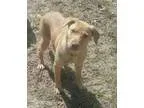 Adopt JoJo a Golden Retriever