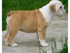 AKC English Bullldog puppy for sale