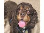Adopt Rock aka Rocky a BrownChocolate Cocker Spaniel  Mixed dog 