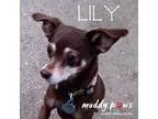 Adopt Lily (Courtesy Post) a BrownChocolate - with Tan Miniature