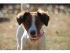 Adopt Mariposa (Has application) a White - with Tan Yellow or Fa