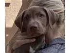 Adopt Dolly s puppy-Penny Lane a Labrador Retriever