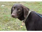 Adopt Woody a BrownChocolate Labrador Retriever  Mixed dog in Bu
