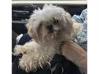 Adopt Millie Rose a White Shih Tzu  Mixed dog in Clarkston MI (1